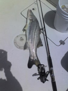 Snook1, 09-02-08_1228.